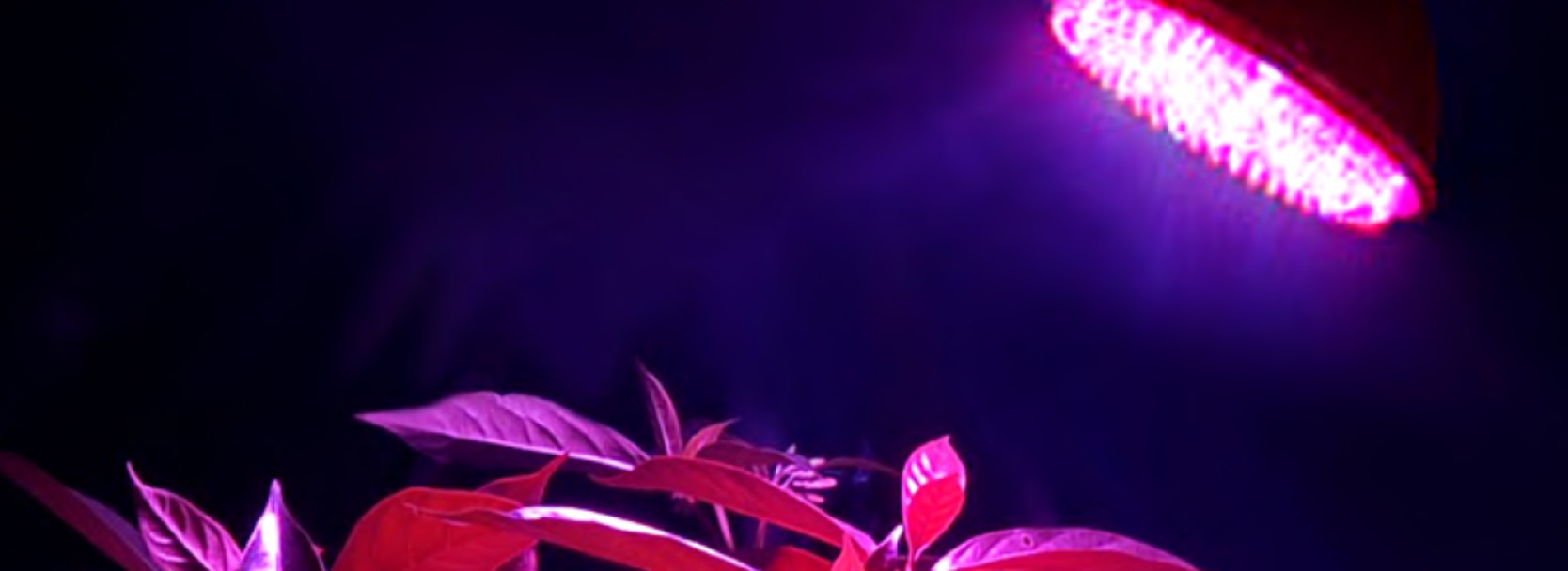 led lampa rastliny