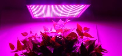 LED grow lampa 